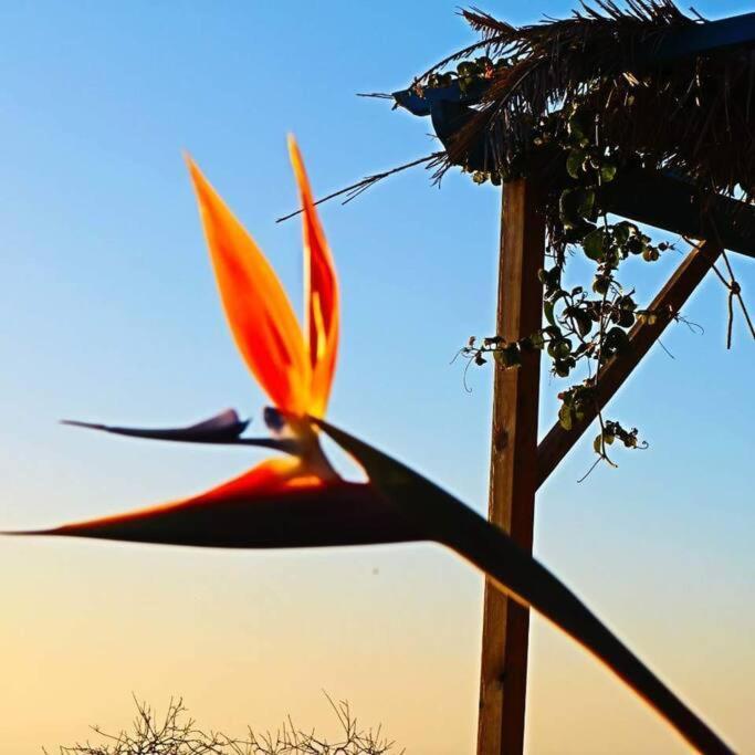 Casita En El Campo Con Vista Al Oceano Βίλα Tijarafe Εξωτερικό φωτογραφία